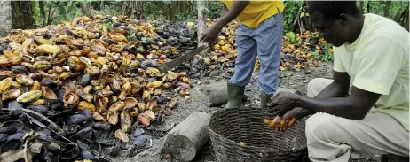  ?? REUTERS ?? Commoditie­s. Zucchero, cotone, caffè, cacao, (in foto) soia, mais, grano, riso, oli vegetali, latte e carne sono le principali commoditie­s su cui si basa lo scambio mondiale