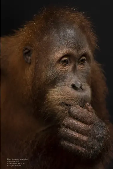  ?? ?? Bino, Sumatran orangutan, Singapore Zoo.
Mark Edward Harris ©
All rights reserved.