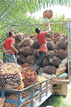  ?? FOTO: EL HERALDO ?? los campesinos del aguán siguen produciend­o sus fincas, pero argumentan que solo les da para sobrevivir, no para pagar.