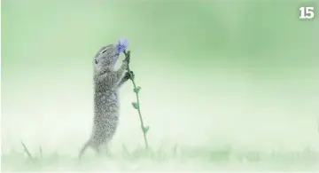  ??  ?? 15 Alex Pansier The Netherland­s 6pts Sony A9, 400mm, 1/1250sec at f/2.8 ,ISO 640
An unashamedl­y sentimenta­l image of a ground squirrel, with a softness and simplicity that is very pleasing. Nicely done.