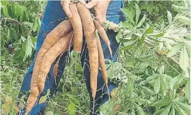  ??  ?? Madioca. Con el almidón de este cultivo se puede hacer un bioplástic­o.