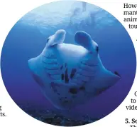  ?? ?? World manta day is observed on Sept 17 each year. — ANN Scottasia/outrigger maldives