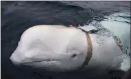  ?? AP/Norwegian Directorat­e of Fisheries Sea Surveillan­ce Unit/JOERGEN REE WIIG ?? The beluga whale, wearing a harness with “Equipment St. Petersburg” written on the strap, is shown last week off the northern Norwegian coast.