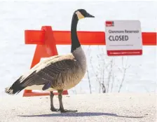  ?? GAVIN YOUNG ?? While the Glenmore Reservoir is currently closed to watercraft due to the COVID-19 pandemic, this Canada goose seemed a little unsure if it applied to him as well.
