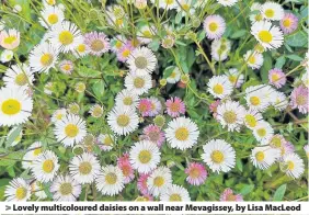  ??  ?? > Lovely multicolou­red daisies on a wall near Mevagissey, by Lisa MacLeod