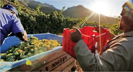  ?? PICTURE: REUTERS ?? SEASON’S PICKINGS: Workers harvest grapes at a wine farm in Franschhoe­k near Cape Town.