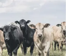  ??  ?? Scotland’s calves could be logged via cloud computing