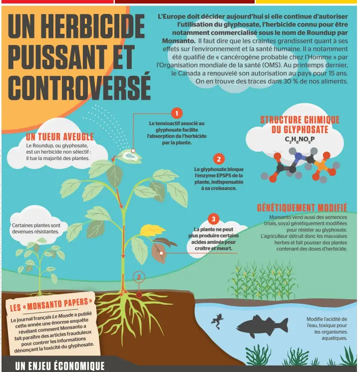  ??  ?? Le Roundup, ou glyphosate, est un herBicide non sélectif : il tue la majorité des plantes. Certaines plantes sont devenues résistante­s. Le tensioacti­f associé au glyphosate facilite l’absorption de l’herbicide par la plante. UN TUEUR AVEUGLE Le...