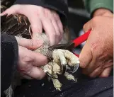  ??  ?? Monitored: An osprey being ringed