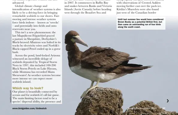  ??  ?? Until last summer few would have considered Brown Booby as a potential British first, but then came an outstandin­g run of four birds along the south coast.