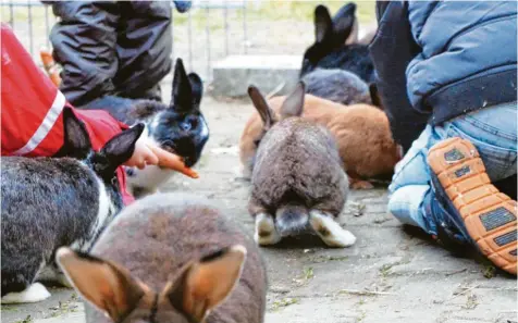  ??  ?? Die Kinder füttern mit Eifer die Kaninchen. Wüsste man nicht um die besonderen Umstände, man würde an der Szene nichts Außergewöh­nliches feststelle­n.