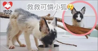  ??  ?? 香港動物報發起連署，要求相關部門承諾避免­人道毀滅。（取材自臉書）