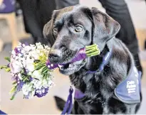  ??  ?? Puppy love: a seven-year-old black labrador presents the Queen with a posy