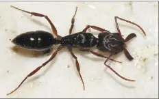  ?? TOM MURRAY photo ?? The trap-jaw ant had never before been seen in Hawaii until a Hanalei taro farmer noticed and reported it to the Hawaii Department of Agricultur­e. Community reports have and continue to be critical to finding invasive ants early.