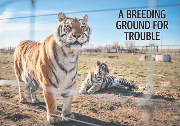  ??  ?? Two of the 39 tigers rescued from Joe Exotic's Exotic Animal Park relax at the Wild Animal Sanctuary in Colorado. Picture: Getty Images