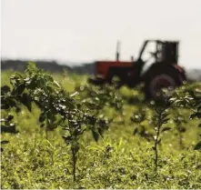  ??  ?? Por la falta de yerbicidas tienen que duplicar y triplicar la limpieza de los campos sembrados.