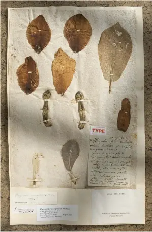  ??  ?? Michaux’s “type specimen” of Magnolia macrophyll­a, or bigleaf magnolia, which is now housed at France’s National Museum of Natural History,
in Paris.