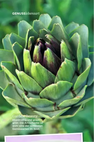  ??  ?? Garden-Beauty
Ebenmäßig und graugrün: Die Artischock­e ist wohl eine der schönsten Gemüsearte­n im Beet.