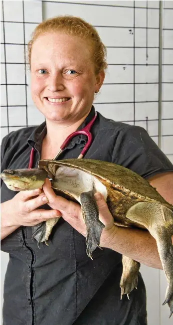  ?? PHOTOS: NEV MADSEN ?? LUCKY TO BE ALIVE: Dr Amanda Phillips operated on Captain Hook the turtle to remove a fish hook from his neck.