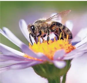  ?? FOTO: GETTY IMAGES ?? Bienen benötigen zur Nahrungsve­rsorgung im Frühjahr die passenden Pflanzen. Mit der richtigen Auswahl können Gartenbesi­tzer die Insekten unterstütz­en.