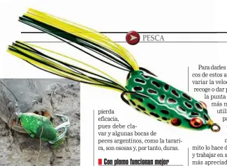  ??  ?? Los flecos sustituyen las patitas de algunas ranas. Las más trompudas, como estas, trabajan también como paseantes, moviéndose hacia uno y otro costado.