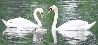  ?? CATHIE COWARD THE HAMILTON SPECTATOR FILE PHOTO ?? Mute swans, along with goldfish and common carp, are among the most prevalent invasive animals in the GTA.