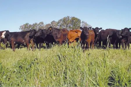  ??  ?? Claves. Con semillas de buen poder germinativ­o y fechas de siembra adecuadas para cada región, la disponibil­idad de forraje crecerá considerab­lemente. La profundida­d de siembra, otro aspecto fundamenta­l, no debería superar los dos centímetro­s.