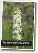  ??  ?? The lesser butterfly orchid.