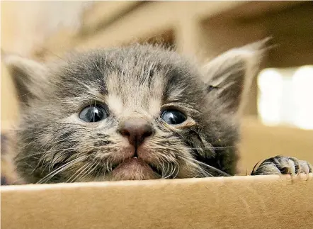  ?? PHOTOS: ANDY JACKSON/STUFF ?? Four kittens were found near Bell Block Beach yesterday. North Taranaki SPCA spokespers­on Jackie Poles Smith, below, says it is the second such dumping in the New Plymouth district in the last two weeks.