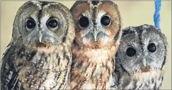  ??  ?? These young tawny owls are one of 260 species of the bird