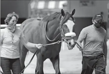  ?? SETH WENIG/THE DAY ?? Robin Smullen, left, and Juan Barajas Saldana walk Belmont Stakes favorite Tiz the Law around the paddock Thursday at Belmont Park in Elmont, N.Y.