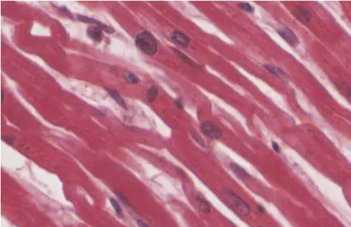  ?? ?? Τα κύτταρα της καρδιάς στο μικροσκόπι­ο. Πηγή: Wikimedia Commons