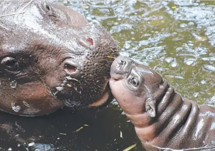 ??  ?? Taronga Zoo is celebratin­g the arrival of an endangered pygmy hippo calf, the first born at the zoo in nearly seven years.