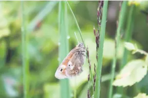  ??  ?? Large heath also known as the Manchester Argus butterfly