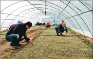  ?? YUAN QINGPAN / CHINA DAILY ?? China Daily’s Erik Nilsson (right) works in a greenhouse in Desheng.