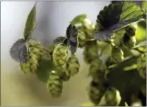  ?? THE ASSOCIATED PRESS ?? Ripe hop flowers hang from hop plants at the Hamblen Farm in Gorham, Maine. Hops are used in brewing beer to give the beverage its bitter flavor.