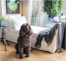  ??  ?? Irish water spaniel Lulu poses in the breakfast nook beside a chaise longue.