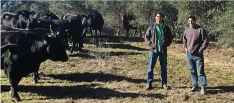  ??  ?? Boaz and Yoni Meron among the cattle and the olive trees at Mcintyre Brook Grove.