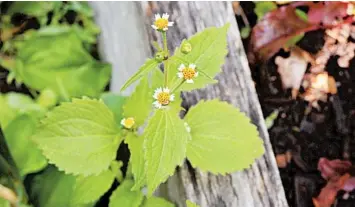  ??  ?? Galinsoga ciliata, sometimes called gallant soldier, an annual weed that must not be allowed to flower and set seed. Weeding is easier if you can identify the enemy.