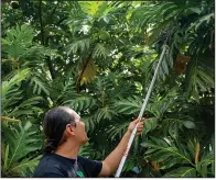  ?? (AP/Mengshin Lin) ?? Hokuao Pellegrino picks a breadfruit at Noho’ana Farm on Tuesday, Oct. 10, in Waikapu, Hawaii.