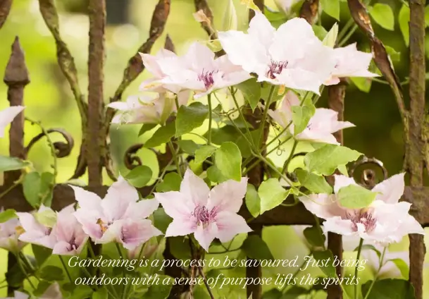  ??  ?? SOFT COLOURS BRING A SENSE OF CALM TO A GARDEN (SEE Play with Colour, P10). IF YOU FEEL THE NEED FOR SANCTUARY, YOU CAN ACHIEVE IT QUITE SIMPLY BY SELECTING PLANTS IN A SOFT SHELL PINK, SUCH AS THIS FREE-FLOWERING Clematis ‘PINK FANCY’. THIS IS ONE YOU CAN HARD PRUNE IN EARLY SPRING FOR A FRESH FLUSH OF GROWTH