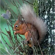  ??  ?? Left: Red Squirrel taken by tigerburni­e.