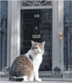  ?? FOTO: DANIEL LEAL-OLIVAS/AFP ?? Kater Larry, der offizielle Stubentige­r in Londons Downing Street Nummer 10, begeistert mit seinen spielerisc­hen Possen.