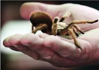  ?? TERRY PIERSON – STAFF PHOTOGRAPH­ER ?? Creepy crawlies for the kiddos: Children and adults take turns holding a tarantula during “Arthropolo­oza: The Ultimate Bugfest” on Saturday, at the San Bernardino County Museum in Redlands.
