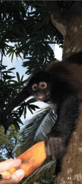  ??  ?? Nicht so klammern! Die Klammeraff­en-kolonie im malerische­n Suchitoto ist nur durch Bananen zu bändigen.