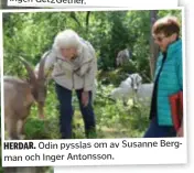  ??  ?? HERDAR. Odin pysslas om av Susanne Bergman och Inger Antonsson.