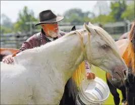  ?? Gerald Herbert ?? The Associated Press Bill Frank Brown feeds Desoto, a stallion on his farm in Poplarvill­e, Miss. A researcher’s discovery of Desoto has energized efforts to restore the population of Choctaw horses.