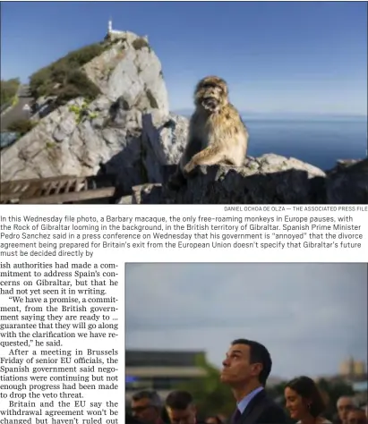  ?? DANIEL OCHOA DE OLZA — THE ASSOCIATED PRESS FILE ?? In this Wednesday file photo, a Barbary macaque, the only free-roaming monkeys in Europe pauses, with the Rock of Gibraltar looming in the background, in the British territory of Gibraltar. Spanish Prime Minister Pedro Sanchez said in a press conference on Wednesday that his government is “annoyed” that the divorce agreement being prepared for Britain’s exit from the European Union doesn’t specify that Gibraltar’s future must be decided directly by