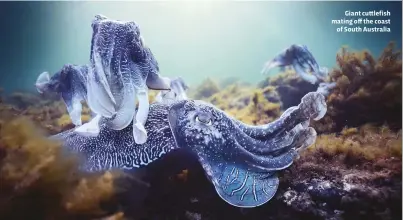  ??  ?? Giant cuttlefish mating off the coast of South Australia