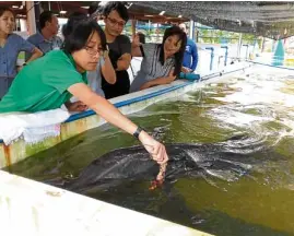  ?? PHOTO COURTESY OF BFARANDPMM­SN ?? FEEDING TIME A student from Malaysia feeds “Tala,” a stranded dolphin being nurtured back to health at the Bureau of Fisheries and Aquatic Resources facility in Alaminos City.—